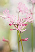 GUERNSEY NERINE FESTIVAL: CLOSE UP PLANT PORTRAIT OF THE PINK FLOWERS OF NERINE HUMILIS. BULB, FLOWERING, BULBOUS, GUERNSEY, LILY