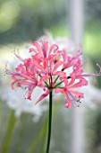 GUERNSEY NERINE FESTIVAL: CLOSE UP PLANT PORTRAIT OF THE PINK FLOWERS OF NERINE CORAL 1. BULB, FLOWERING, BULBOUS, GUERNSEY, LILY