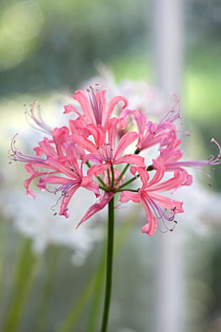 GUERNSEY_NERINE_FESTIVAL_CLOSE_UP_PLANT_PORTRAIT_OF_THE_PINK_FLOWERS_OF_NERINE_CORAL_1_BULB_FLOWERIN