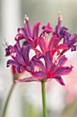 GUERNSEY NERINE FESTIVAL: CLOSE UP PLANT PORTRAIT OF THE PINK FLOWERS OF NERINE HOTSPUR SP. BULB, FLOWERING, BULBOUS, GUERNSEY, LILY