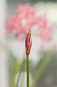 GUERNSEY NERINE FESTIVAL: CLOSE UP PLANT PORTRAIT OF THE PINK EMERGING BUD, FLOWER OF NERINE LADY FOLEY . BULB, FLOWERING, BULBOUS, GUERNSEY, LILY