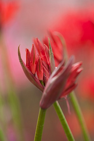 GUERNSEY_NERINE_FESTIVAL_CLOSE_UP_PLANT_PORTRAIT_OF_THE_PINK_FLOWERS_OF_NERINE_SARNIENSIS_BULB_FLOWE