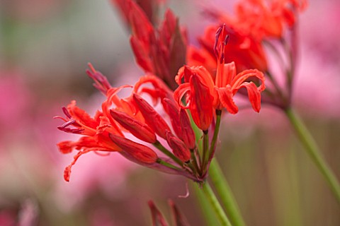 GUERNSEY_NERINE_FESTIVAL_CLOSE_UP_PLANT_PORTRAIT_OF_THE_PINK_FLOWERS_OF_NERINE_ENIGMA_BULB_FLOWERING