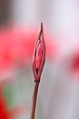 GUERNSEY NERINE FESTIVAL: CLOSE UP PLANT PORTRAIT OF THE EMERGING BUD, PINK FLOWER OF NERINE WOMBE. BULB, FLOWERING, BULBOUS, GUERNSEY, LILY