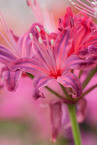 GUERNSEY_NERINE_FESTIVAL_CLOSE_UP_PLANT_PORTRAIT_OF_THE_PINK_FLOWERS_OF_NERINE_EDITH_AMY_BULB_FLOWER