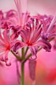 GUERNSEY NERINE FESTIVAL: CLOSE UP PLANT PORTRAIT OF THE PINK FLOWERS OF NERINE EDITH AMY. BULB, FLOWERING, BULBOUS, GUERNSEY, LILY