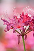 GUERNSEY NERINE FESTIVAL: CLOSE UP PLANT PORTRAIT OF THE PINK FLOWERS OF NERINE EDITH AMY. BULB, FLOWERING, BULBOUS, GUERNSEY, LILY