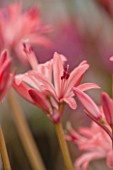 GUERNSEY NERINE FESTIVAL: CLOSE UP PLANT PORTRAIT OF THE PINK FLOWERS OF NERINE LYNDHURST SALMON. BULB, FLOWERING, BULBOUS, GUERNSEY, LILY