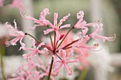 GUERNSEY NERINE FESTIVAL: CLOSE UP PLANT PORTRAIT OF THE PINK FLOWERS OF NERINE PERSII MAJOR. BULB, FLOWERING, BULBOUS, GUERNSEY, LILY