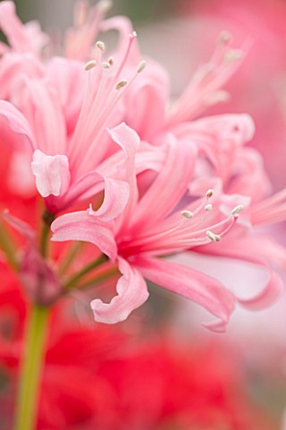 GUERNSEY_NERINE_FESTIVAL_CLOSE_UP_PLANT_PORTRAIT_OF_THE_PINK_FLOWERS_OF_NERINE_JILL_SP_BULB_FLOWERIN