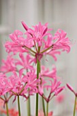 GUERNSEY NERINE FESTIVAL: CLOSE UP PLANT PORTRAIT OF THE PINK FLOWERS OF NERINE KERRI LYNN. BULB, FLOWERING, BULBOUS, GUERNSEY, LILY