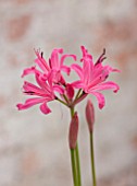 GUERNSEY NERINE FESTIVAL: CLOSE UP PLANT PORTRAIT OF THE PINK FLOWERS OF NERINE. BULB, FLOWERING, BULBOUS, GUERNSEY, LILY