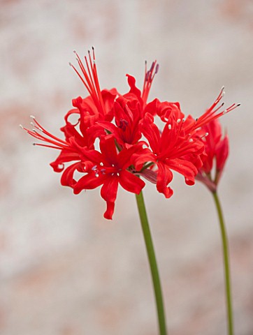 GUERNSEY_NERINE_FESTIVAL_CLOSE_UP_PLANT_PORTRAIT_OF_THE_PINK__RED__FLOWERS_OF_NERINE_BULB_FLOWERING_