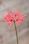 GUERNSEY NERINE FESTIVAL: CLOSE UP PLANT PORTRAIT OF THE PINK FLOWERS OF NERINE CHOCOLATE FLAVOUR. BULB, FLOWERING, BULBOUS, GUERNSEY, LILY