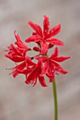 GUERNSEY NERINE FESTIVAL: CLOSE UP PLANT PORTRAIT OF THE PINK / RED  FLOWERS OF NERINE KING LEOPOLD. BULB, FLOWERING, BULBOUS, GUERNSEY, LILY