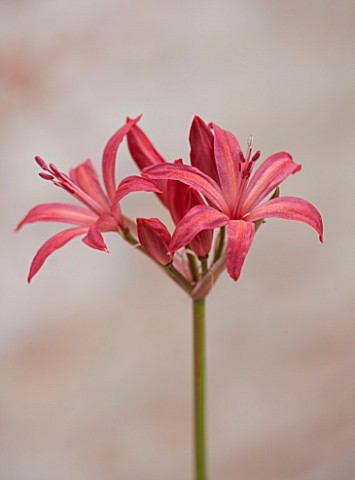 GUERNSEY_NERINE_FESTIVAL_CLOSE_UP_PLANT_PORTRAIT_OF_THE_PINK__RED__FLOWERS_OF_NERINE_MURILLA_BULB_FL