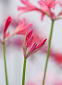 GUERNSEY NERINE FESTIVAL: CLOSE UP PLANT PORTRAIT OF THE PINK / RED EMERGING BUD,  FLOWER OF NERINE CLENT CHARM. BULB, FLOWERING, BULBOUS, GUERNSEY, LILY