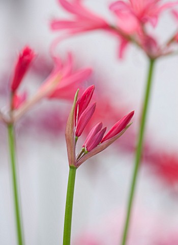 GUERNSEY_NERINE_FESTIVAL_CLOSE_UP_PLANT_PORTRAIT_OF_THE_PINK__RED_EMERGING_BUD__FLOWER_OF_NERINE_CLE