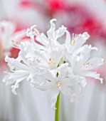 GUERNSEY NERINE FESTIVAL: CLOSE UP PLANT PORTRAIT OF THE WHITE FLOWERS OF NERINE GLENCOE. BULB, FLOWERING, BULBOUS, GUERNSEY, LILY