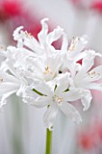 GUERNSEY NERINE FESTIVAL: CLOSE UP PLANT PORTRAIT OF THE WHITE FLOWERS OF NERINE GLENCOE. BULB, FLOWERING, BULBOUS, GUERNSEY, LILY