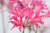 GUERNSEY NERINE FESTIVAL: CLOSE UP PLANT PORTRAIT OF THE PINK FLOWERS OF NERINE SUGARSTICK. BULB, FLOWERING, BULBOUS, GUERNSEY, LILY