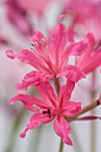 GUERNSEY NERINE FESTIVAL: CLOSE UP PLANT PORTRAIT OF THE PINK FLOWERS OF NERINE SUGARSTICK. BULB, FLOWERING, BULBOUS, GUERNSEY, LILY