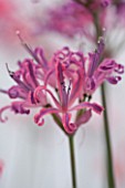 GUERNSEY NERINE FESTIVAL: CLOSE UP PLANT PORTRAIT OF THE PINK FLOWERS OF NERINE CURIOSITY. BULB, FLOWERING, BULBOUS, GUERNSEY, LILY