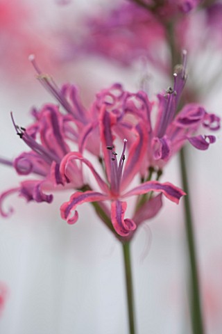 GUERNSEY_NERINE_FESTIVAL_CLOSE_UP_PLANT_PORTRAIT_OF_THE_PINK_FLOWERS_OF_NERINE_CURIOSITY_BULB_FLOWER