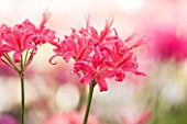 GUERNSEY NERINE FESTIVAL: CLOSE UP PLANT PORTRAIT OF THE PINK FLOWERS OF NERINE DAME ALICE GODMAN. BULB, FLOWERING, BULBOUS, GUERNSEY, LILY