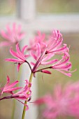 GUERNSEY NERINE FESTIVAL: CLOSE UP PLANT PORTRAIT OF THE PINK FLOWERS OF NERINE HUMILIS FROM DU TOITSKLOOF, SOUTH AFRICA. BULB, FLOWERING, BULBOUS, GUERNSEY, LILY