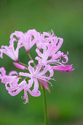 GUERNSEY_NERINE_FESTIVAL_CLOSE_UP_PLANT_PORTRAIT_OF_THE_PINK_FLOWERS_OF_NERINE_BULB_FLOWERING_BULBOU