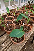 POTS OF CANNAS JUST STARTING TO GROW IN THE GREENHOUSE OF THE LYGON ARMS  GLOUCESTERSHIRE.