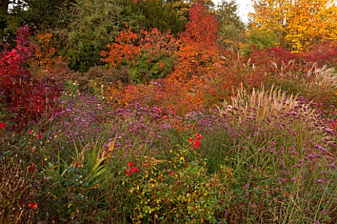 BORDE_HILL_GARDEN_WEST_SUSSEX_AUTUMN_OCTOBER_FALL_PATH_AND_BORDER_WITH_VERBENA_BONARIENSIS_MISCANTHU