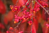 BORDE HILL GARDEN, WEST SUSSEX. AUTUMN. OCTOBER, FALL. EUONYMUS EUROPEUS RED CASCADE. SHRUB, RED, LEAVES, BERRIES, BERRY, SHRUBS, FRUIT, FRUITS, SPINDLE, SEED, POD
