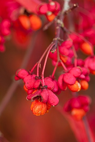 BORDE_HILL_GARDEN_WEST_SUSSEX_AUTUMN_OCTOBER_FALL_EUONYMUS_EUROPEUS_RED_CASCADE_SHRUB_RED_LEAVES_BER