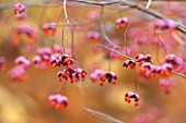 BATSFORD ARBORETUM, GLOUCESTERSHIRE. AUTUMN. OCTOBER, FALL. SEED PODS OF EUONYMUS OXYPHYLLUS. ORANGE, PINK, BERRY, BERRIES, SEEDS, SPINDLE, SHRUB, DECIDUOUS