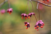BATSFORD ARBORETUM, GLOUCESTERSHIRE. AUTUMN. OCTOBER, FALL. SEED PODS OF EUONYMUS OXYPHYLLUS. ORANGE, PINK, BERRY, BERRIES, SEEDS, SPINDLE, SHRUB, DECIDUOUS