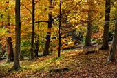 BATSFORD ARBORETUM, GLOUCESTERSHIRE. AUTUMN. OCTOBER, FALL. BEECH TREES IN THE WOODLAND. LEAVES, FOLIAGE, GOLDEN, AFTERNOON LIGHT