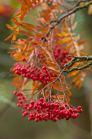 BATSFORD_ARBORETUM_GLOUCESTERSHIRE_AUTUMN_OCTOBER_FALL_CLOSE_UP_PLANT_PORTRAIT_OF_RED_BERRIES_OF_SOR