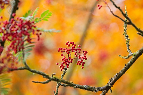BATSFORD_ARBORETUM_GLOUCESTERSHIRE_AUTUMN_OCTOBER_FALL_CLOSE_UP_PLANT_PORTRAIT_OF_RED_BERRIES_OF_SOR