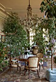 BURTON AGNES HALL, EAST YORKSHIRE: CHRISTMAS - THE WHITE DRAWING ROOM DECORATED WITH EUCALYPTUS TREES FROM THE BLUE GARDEN, FAIRY LIGHTS, ORIGAMI STARS AND FIR TREES