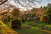 HIGHFIELD HOLLIES, HAMPSHIRE: WINTER - CHRISTMAS - LATE EVENING LIGHT ON THE HOLLY COLLECTION -  ILEX GOLDEN KING , SUNSET, ENGLISH. COUNTRY. GARDEN, EVERGREEN, SHRUBS, WINTER