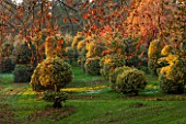 HIGHFIELD HOLLIES, HAMPSHIRE: WINTER - CHRISTMAS - LATE EVENING LIGHT ON THE HOLLY COLLECTION -  ILEX GOLDEN KING , SUNSET, ENGLISH. COUNTRY. GARDEN, EVERGREEN, SHRUBS, WINTER