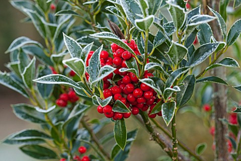 HIGHFIELD_HOLLIES_HAMPSHIRE_WINTER_CHRISTMAS_CLOSE_UP_PLANT_PORTRAIT_OF_RED_BERRIES_OF_HOLLY__ILEX_A