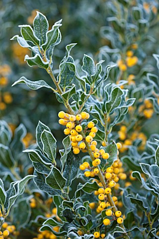 HIGHFIELD_HOLLIES_HAMPSHIRE_WINTER__CHRISTMAS__CLOSE_UP_PLANT_PORTRAIT_OF_YELLOW_BERRIES_OF_HOLLY__I