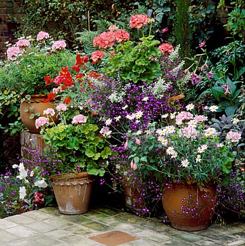 MIXED_PELARGONIUMS__TRAILING_LOBELIA_AND_ARGYRANTHEMUM_IN_CONTAINERS__THE_OLD_SCHOOL_HOUSE__CASTLE_H