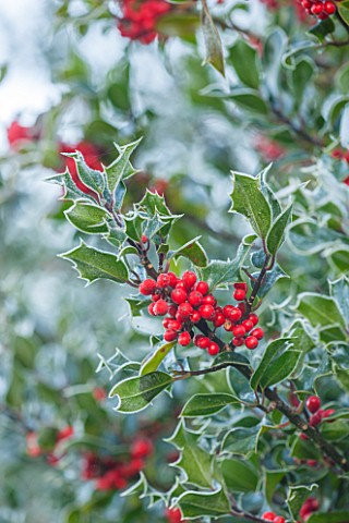 HIGHFIELD_HOLLIES_HAMPSHIRE_WINTER_CHRISTMAS_CLOSE_UP_PLANT_PORTRAIT_OF_RED_BERRIES_OF_HOLLY__ILEX_A
