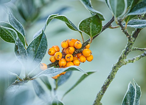 HIGHFIELD_HOLLIES_HAMPSHIRE_WINTER_CHRISTMAS_CLOSE_UP_PLANT_PORTRAIT_OF_ORANGE_BERRIES_OF_HOLLY__ILE