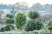 HIGHFIELD HOLLIES, HAMPSHIRE: WINTER - CHRISTMAS - HOLLY HEDGE WITH CLIPPED TOPIARY SHAPES ON TOP IN FROST. EVERGREEN, ILEX, WINTER, DECEMBER, HEDGING, HEDGES