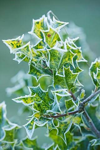 HIGHFIELD_HOLLIES_HAMPSHIRE_WINTER_CHRISTMAS_CLOSE_UP_PLANT_PORTRAIT_OF_SPIKEY_LEAVES_OF_HOLLY__ILEX